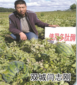 使用對照