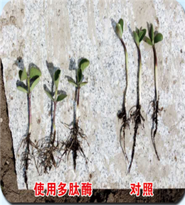 使用對(duì)照
