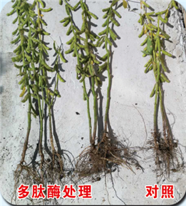 使用對(duì)照